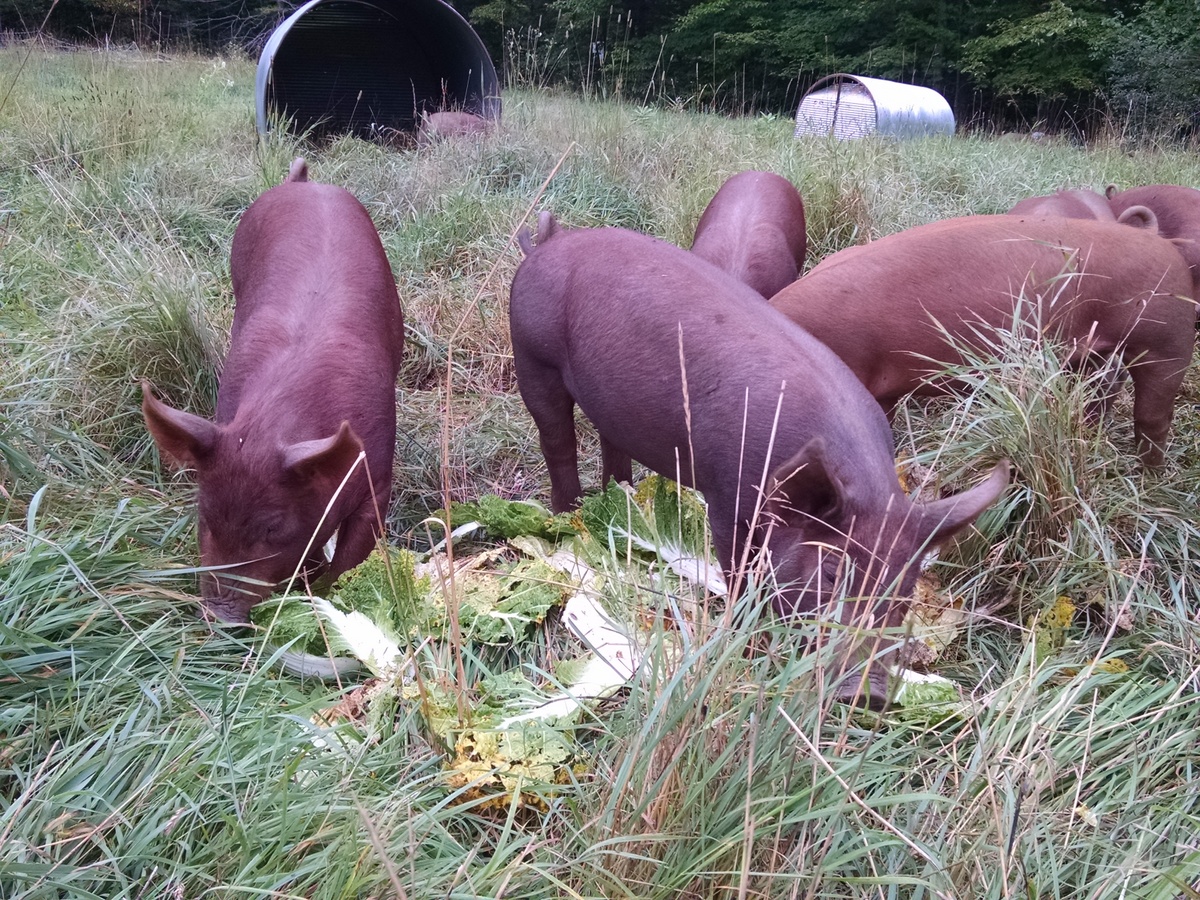 Praise the Lard… Green Mountain Girls Farm